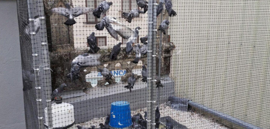 Reportaje: Rianxo consigue reducir de 250 a 20 ejemplares una plaga de paloma común