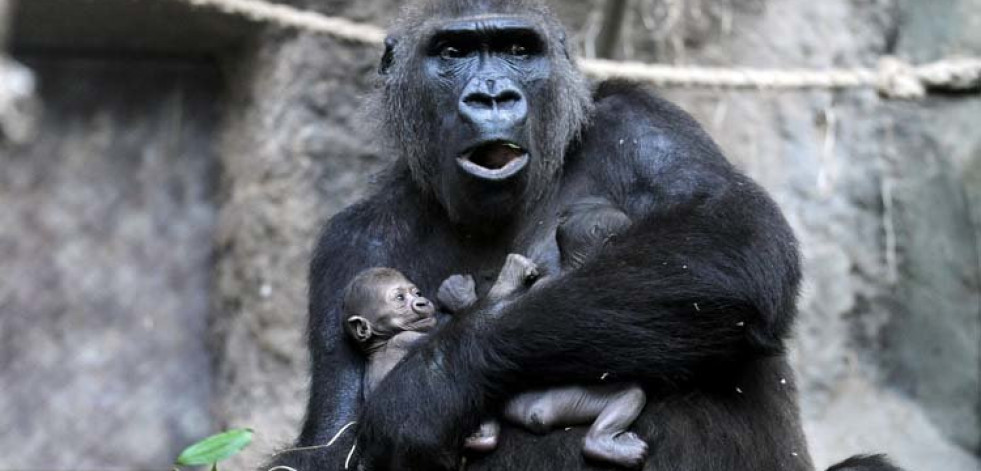 La dieta determina el tamaño del cerebro de los primates