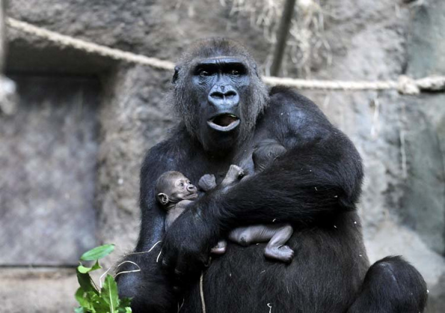 La dieta determina el tamaño del cerebro de los primates