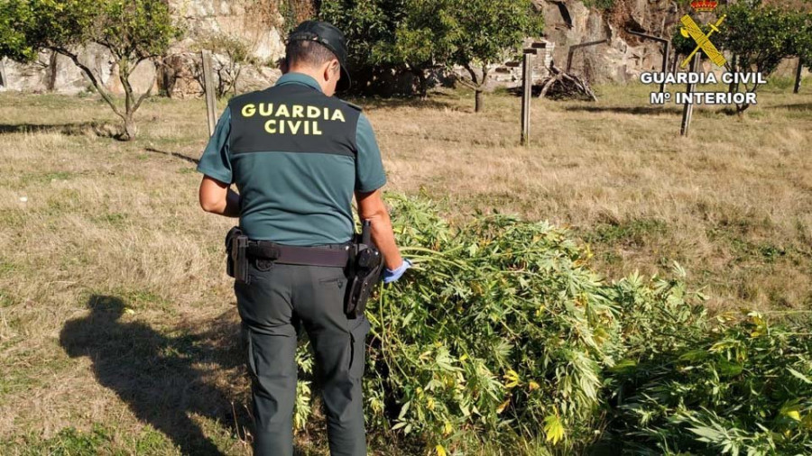La Guardia Civil detiene a un vecino de Pontecesures que cultivaba 18 plantas de marihuana