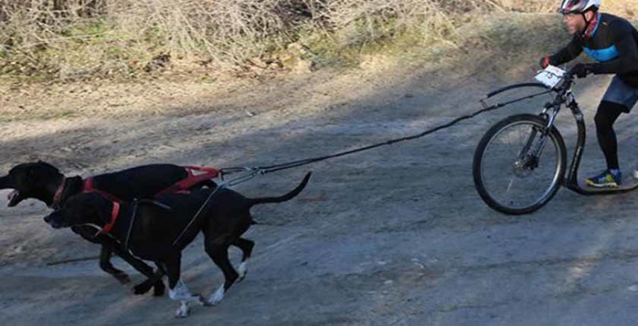 El Kennel DEN logra diez medallas en Ourense