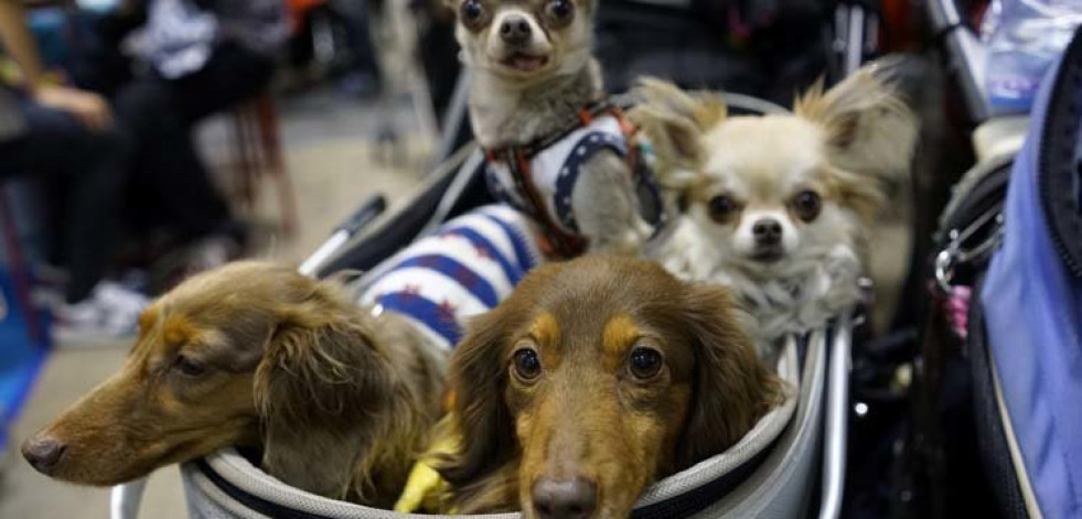 La presencia de mascotas en el trabajo reduce el estrés
