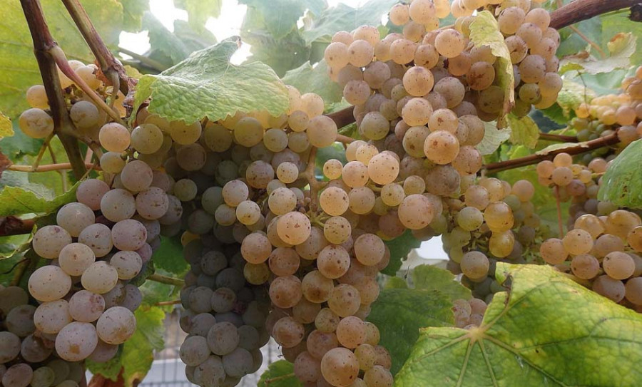 Areeiro destaca el “bo estado xeral” de las viñas para una vendimia que arrancará el 7 de septiembre