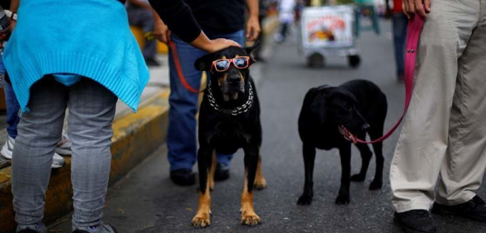 Crean un mando a distancia para que los perros vean la tele