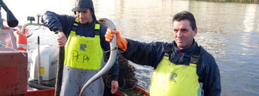 PONTECESURES-La Xunta veta el principal canal de venta de lamprea y obliga a subastarla en lonja