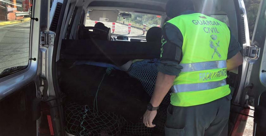 La Guardia Civil se incauta en Caldas de 150 kilos de erizos de mar