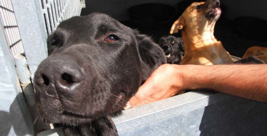 La falta de esterilización y el abandono de gatos y perros desbordan a la Protectora de Animales