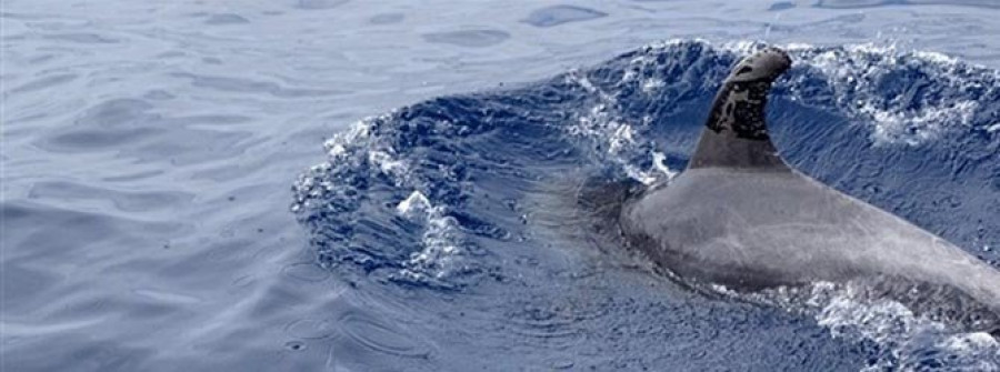 Greenpeace localiza un delfín afectado por el petróleo del buque ruso hundido