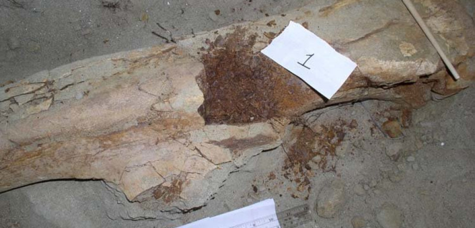 Científicos consiguen recuperar  las proteínas de un dinosuario