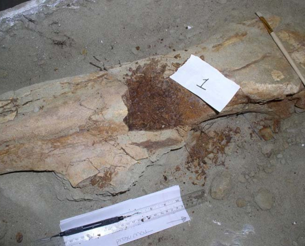 Científicos consiguen recuperar  las proteínas de un dinosuario