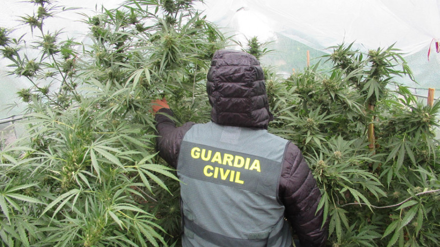 La Guardia Civil desmantela una plantación de marihuana en Vilalonga