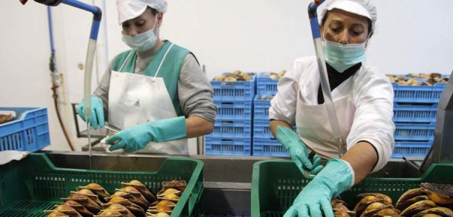 La vieira emplea a 23 personas para eviscerar y cierra las primeras ventas en toda España