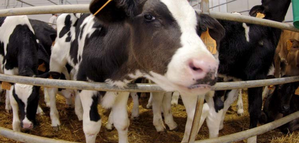 Científicos desarrollan vacas resistentes a la tuberculosis