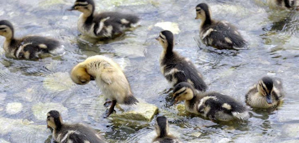 Los patos del Himalaya vuelan a casi 7.000 metros de altura