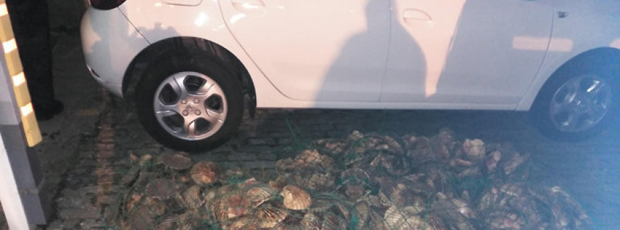 O GROVE - Desarticulan un grupo que vendía vieira ilegal de Ferrol  en la zona de Arousa