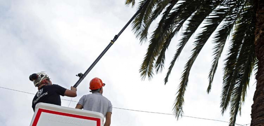 Los tratamientos mantienen a raya al temible picudo rojo de las palmeras