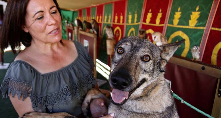 La Medieval triunfa en su estreno en Cambados y sorprende con un lobo checo