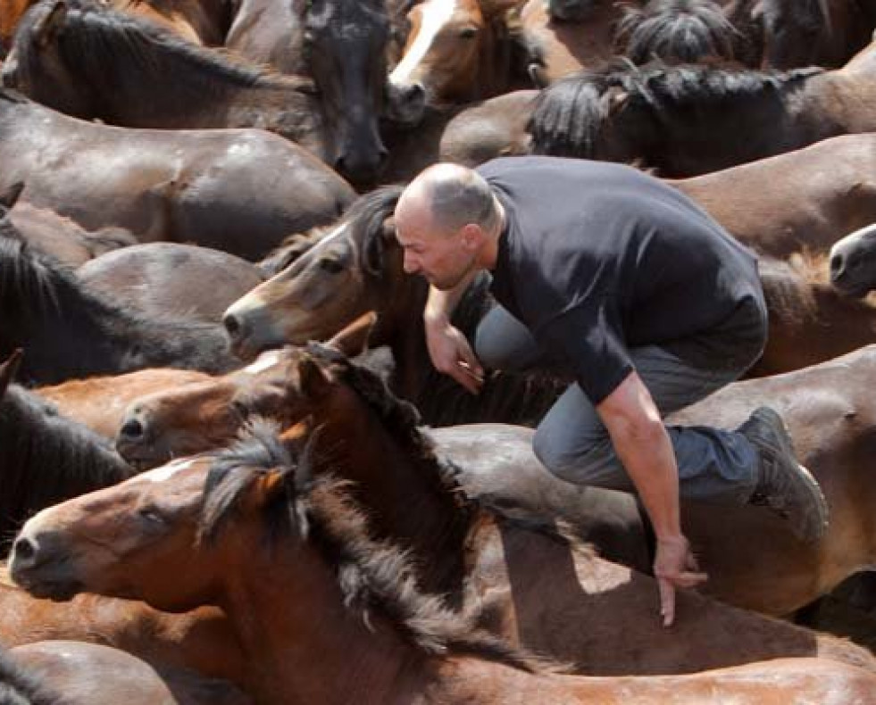 La rapa das bestas de Sabucedo será una 
gran fiesta