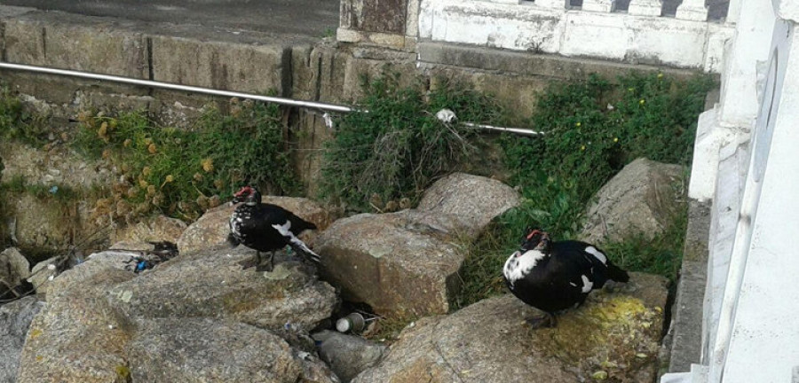 Reclaman que rescaten unos patos que llevan un mes  en el espigón de A Concha