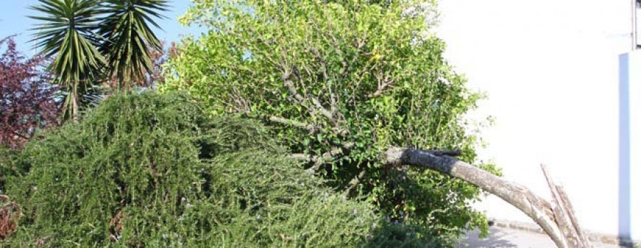 Los vándalos rompen de madrugada un árbol en la Avenida da Marina