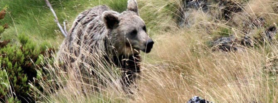 Observan la presencia de osos cerca de la costa entre Galicia  y Asturias, en León y Burgos
