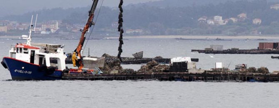 Mar asegura que son los productores los que deben vigilar el mejillón de sus bateas