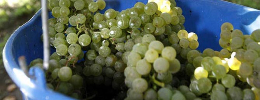 CAMBADOS - Viticultores y bodegas abordan hoy los impagos de la uva de 2011