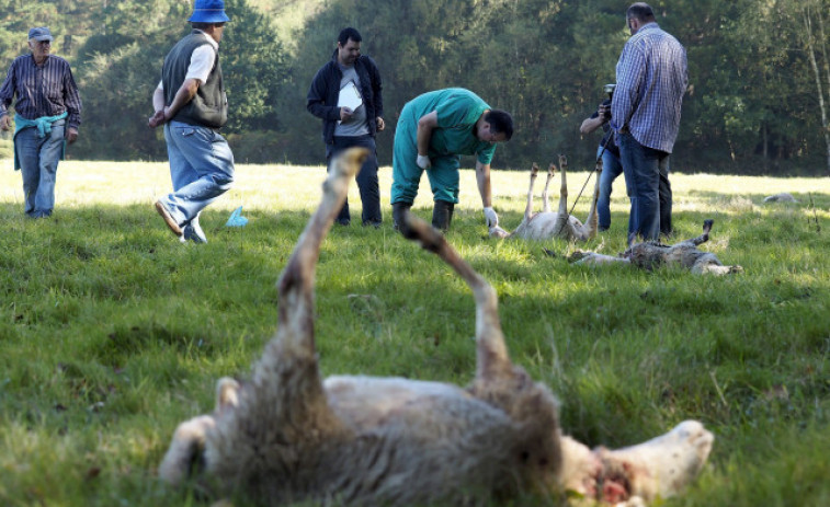 Galicia, Asturias,Cantabria y Castilla y León coordinarán sus planes de gestión del lobo