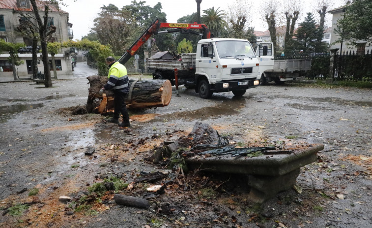 Areeiro descarta riesgo inminente de caída en los árboles analizados por petición de Cambados