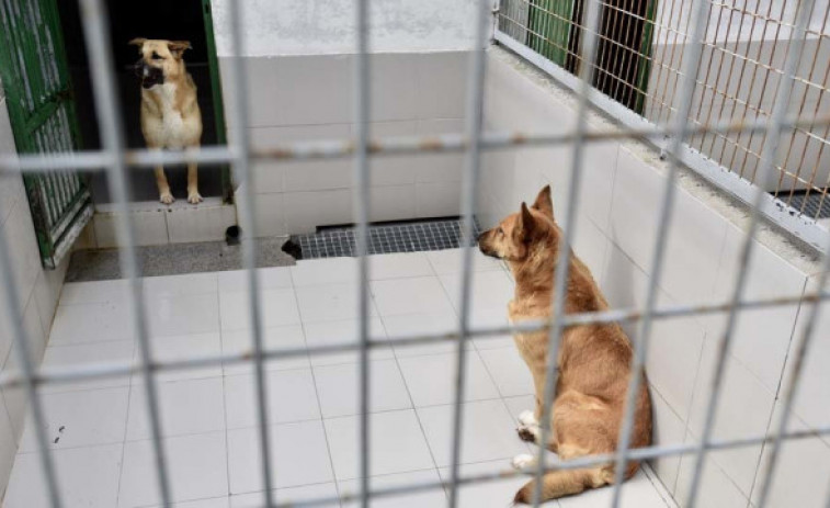 Una fundación de defensa de los animales solicita que se paralice la subasta de un perro en Lugo