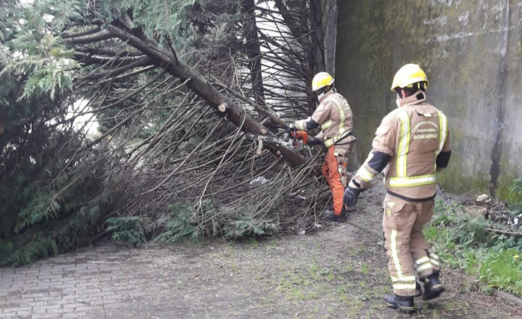 Los Bomberos retiran un árbol en el acceso a la playa que estaba a punto de caerse por el viento