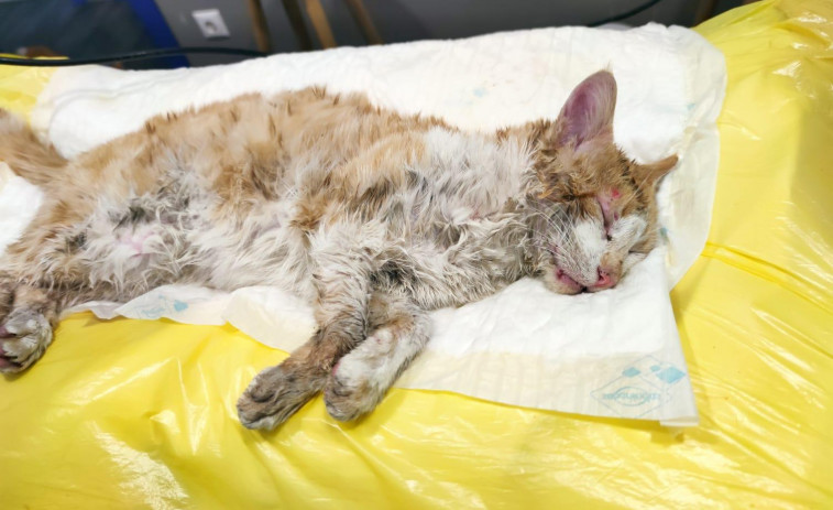 Alerta en Cambados por cebos con veneno en Fefiñáns con ocho gatos enfermos y tres fallecidos