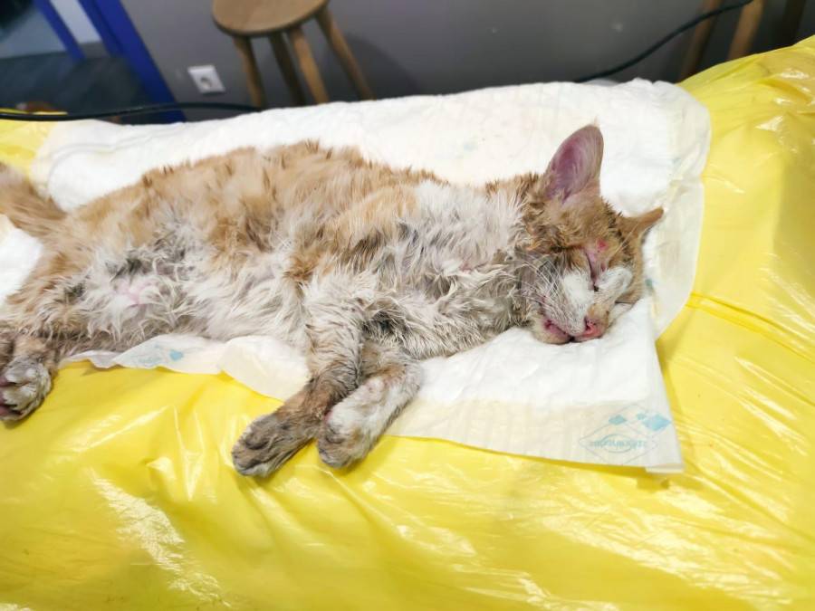 Alerta en Cambados por cebos con veneno en Fefiñáns con ocho gatos enfermos y tres fallecidos