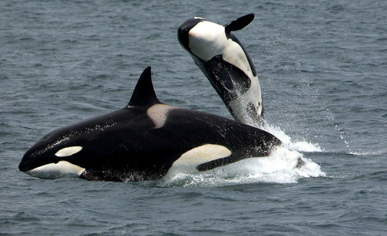 Salvamento advierte a los navegantes tras avistar un grupo de orcas en Fisterra