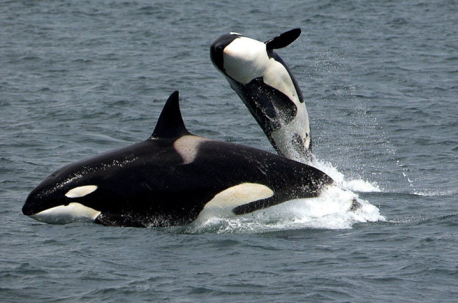Salvamento advierte a los navegantes tras avistar un grupo de orcas en Fisterra