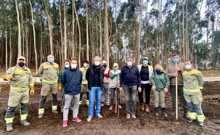 Caldas conmemora el Día Forestal con la plantación de 60 cerezos en sustitución de eucaliptos en Saiar