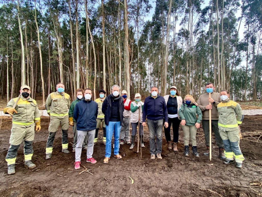 Caldas conmemora el Día Forestal con la plantación de 60 cerezos en sustitución de eucaliptos en Saiar