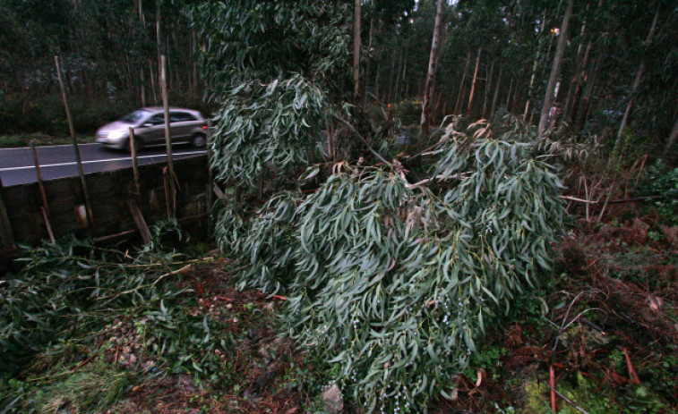 El alcalde de Castroverde denunciará a la Xunta por no dejarle plantar eucaliptos