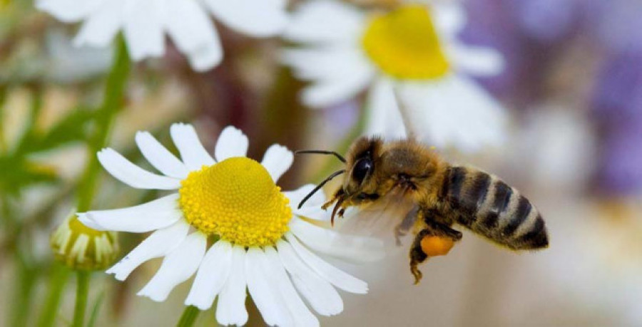 El polen aumenta el riesgo de contraer covid-19
