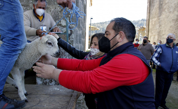 Las “poxas” regresan por el San Benito de invierno en O Salnés tras un año de pandemia