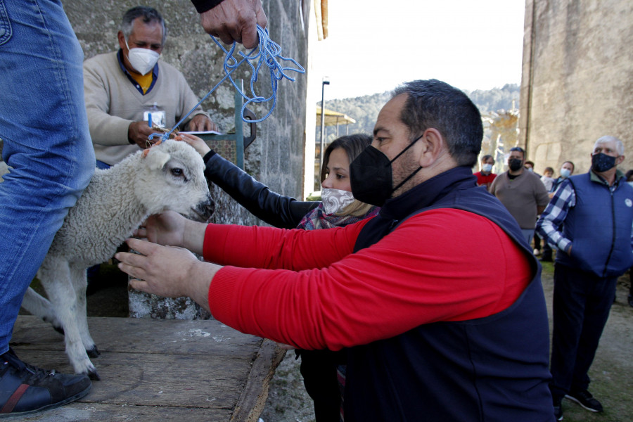 Las “poxas” regresan por el San Benito de invierno en O Salnés tras un año de pandemia