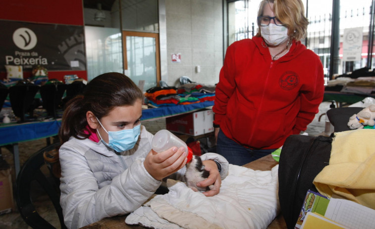 La Protectora cría a biberón a dos gatos que fueron tirados a la basura aún con cordón umbilical