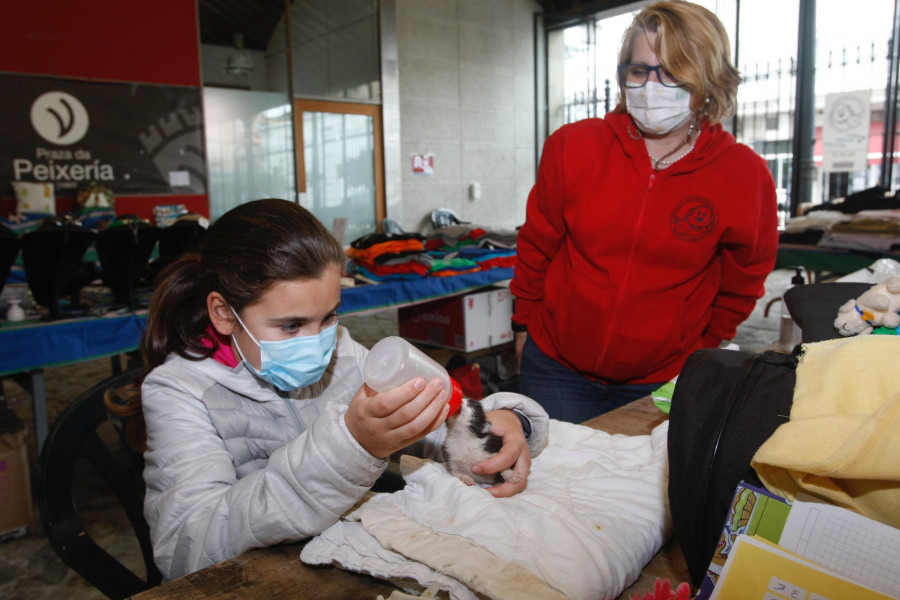 La Protectora cría a biberón a dos gatos que fueron tirados a la basura aún con cordón umbilical