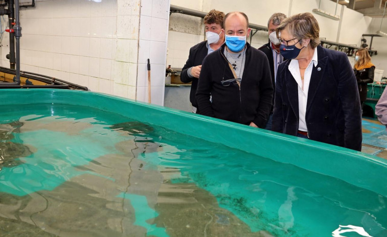 La Conselleira do Mar avanza en Ribeira el plan de producción de semilla de moluscos bivalvos