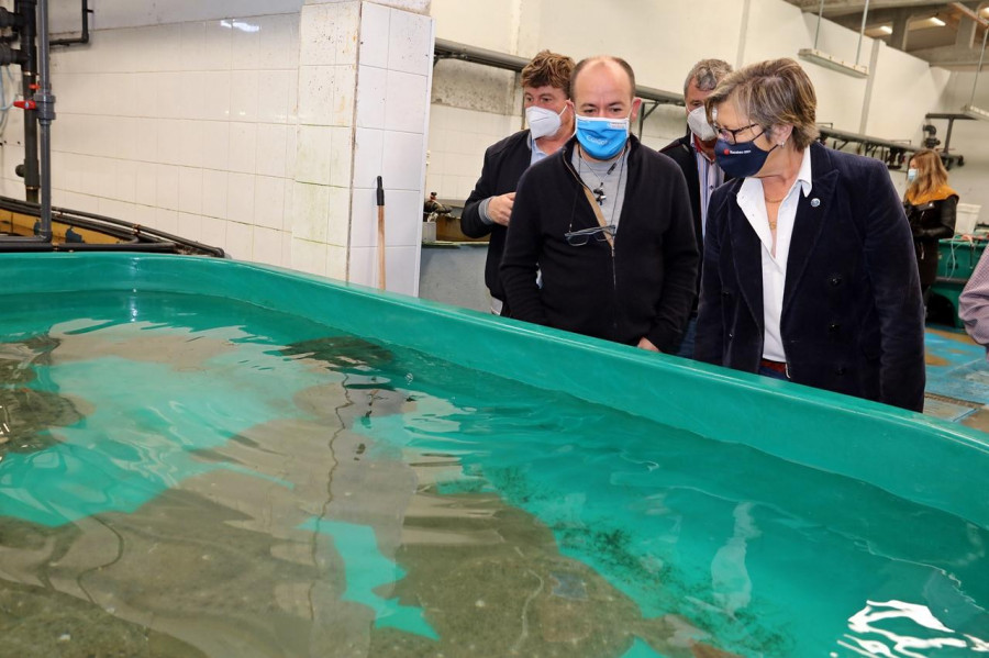 La Conselleira do Mar avanza en Ribeira el plan de producción de semilla de moluscos bivalvos