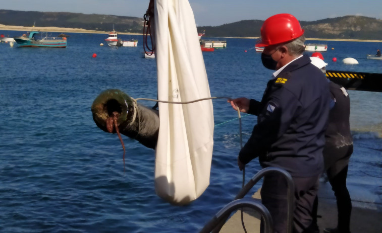 Recuperados dos cañones de bronce del siglo XVI, uno de ellos de gran tamaño, en unos bajos del litoral de Corrubedo