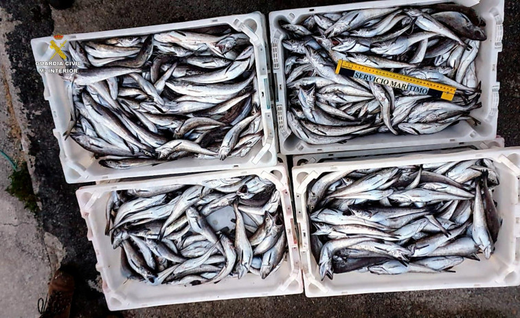 La Guardia Civil y Gardacostas incautan 143,80 kilogramos de merluza de talla menor en Ribeira