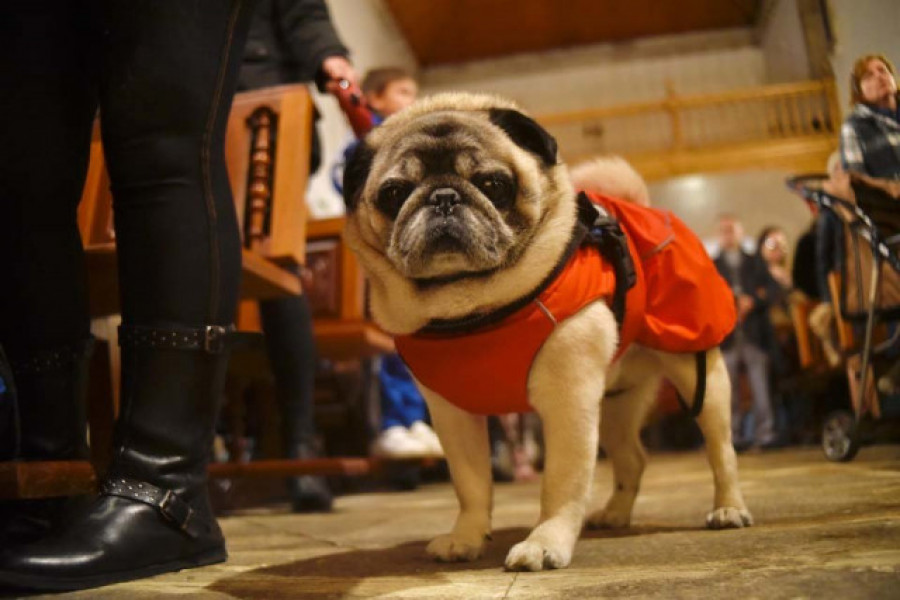 Las mascotas contagiadas apenas tienen síntomas de covid