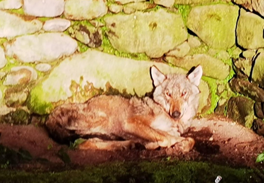 El lobo desnutrido encontrado en una casa de Cuntis se recupera en el Centro de Fauna Silvestre
