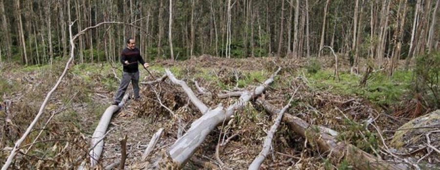 MEIS - Propietarios denuncian la tala ilegal y el robo de decenas de eucaliptos en Silván